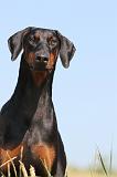 DOBERMANN 879